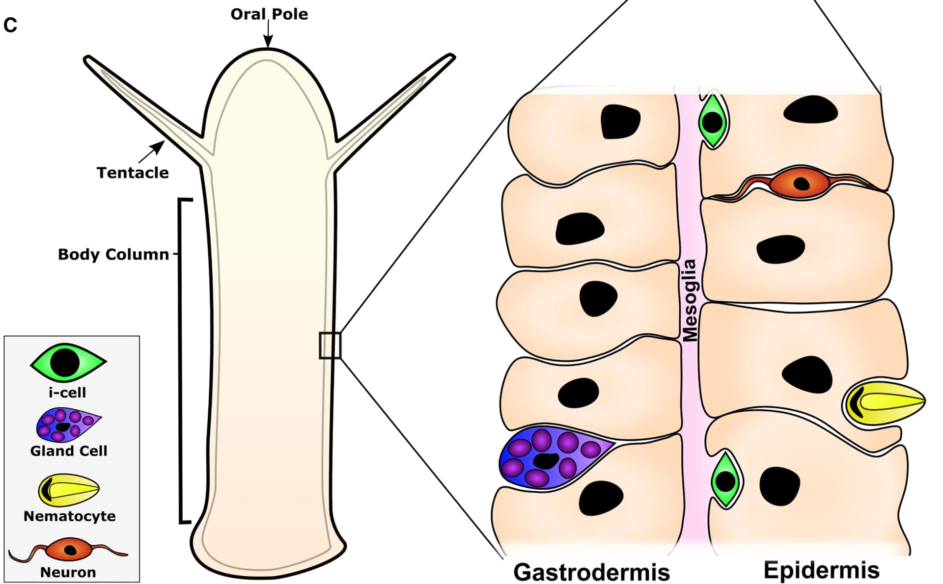 Open access visualization of Illustration, Body Walls, Feeding Polyps, Sexual Polyps, Epitheliomuscular Layers