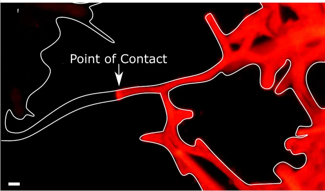 Open access visualization of Microscopy, Stolonal Network, Polyp, Colony, mScarlet Channel