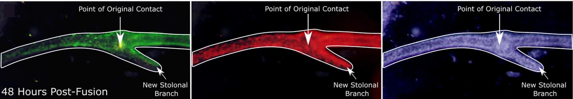Open access visualization of Microscopy, Parabiosis, Fusion, i-cells, Differentiated cells
