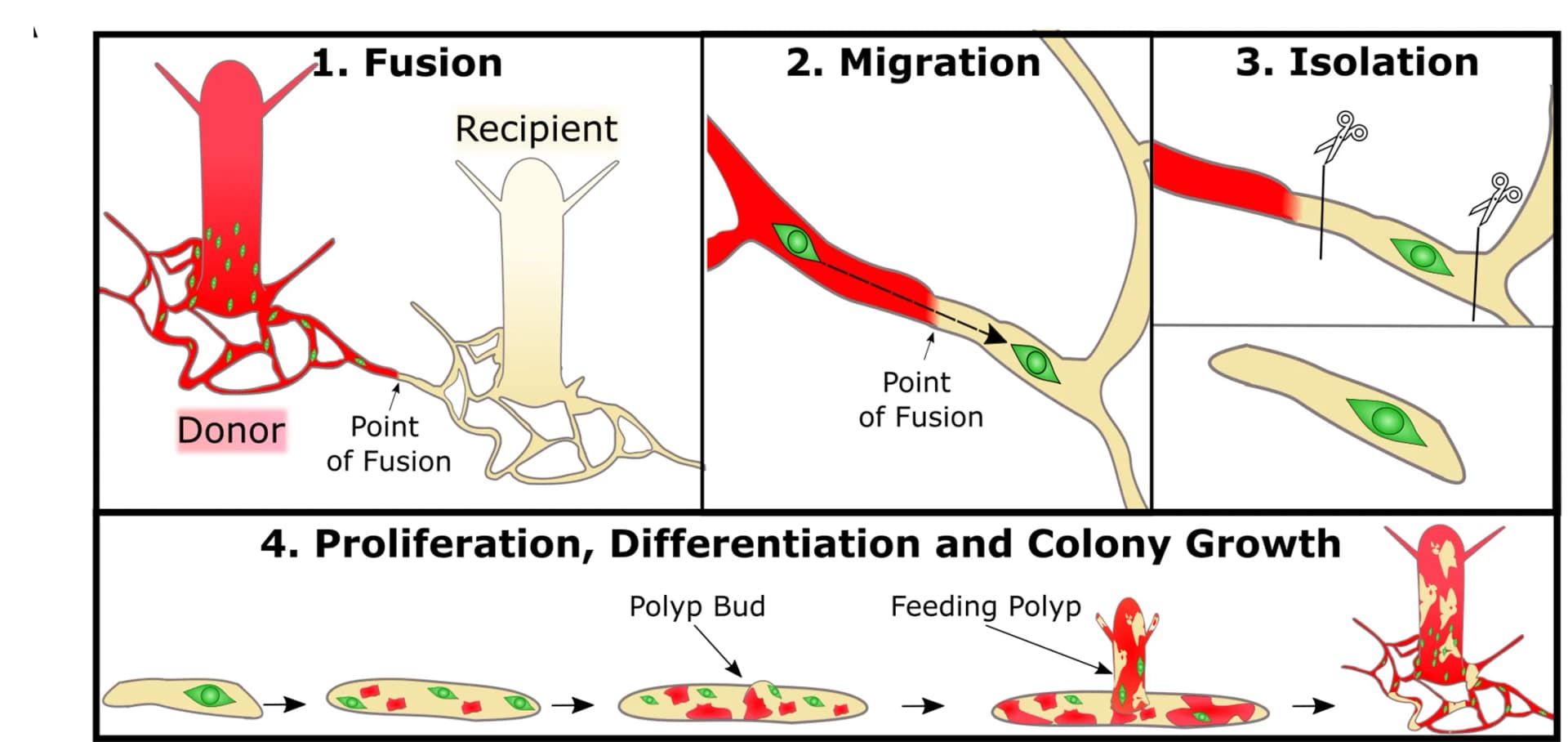 Open access visualization of Workflow, Illustration, Colony Grafting, Wild-Type Colony, Transgenic Fluorescent Colony