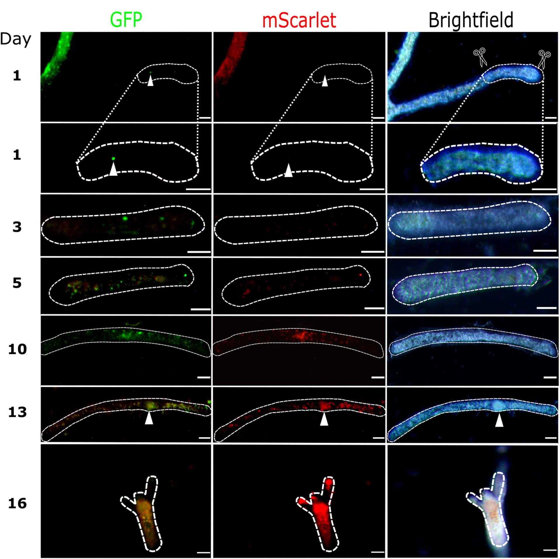 Open access visualization of Microscopy, Live Imaging, Single-Cell Graft, Chimeric Polyp Bud, Polyp