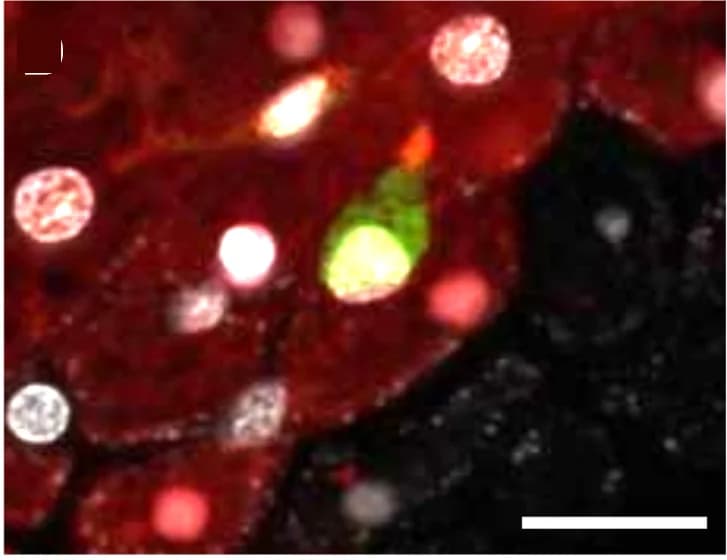 Open access visualization of Microscopy, I-cell, Epithelial Cells