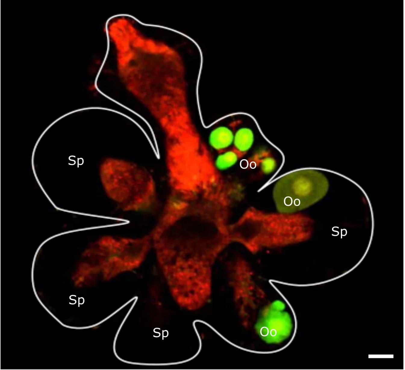Open access visualization of Microscopy, Sexual Polyp, Donor-derived Oocytes, Sperm-filled Male Sporosac