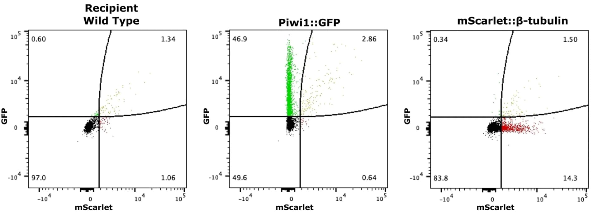 Open access visualization of Scatter Plot, Spectral Flow Cytometry, Wild-Type Polyps, Piwi1:GFP Animals, beta-tubulin::mScarlet Animal