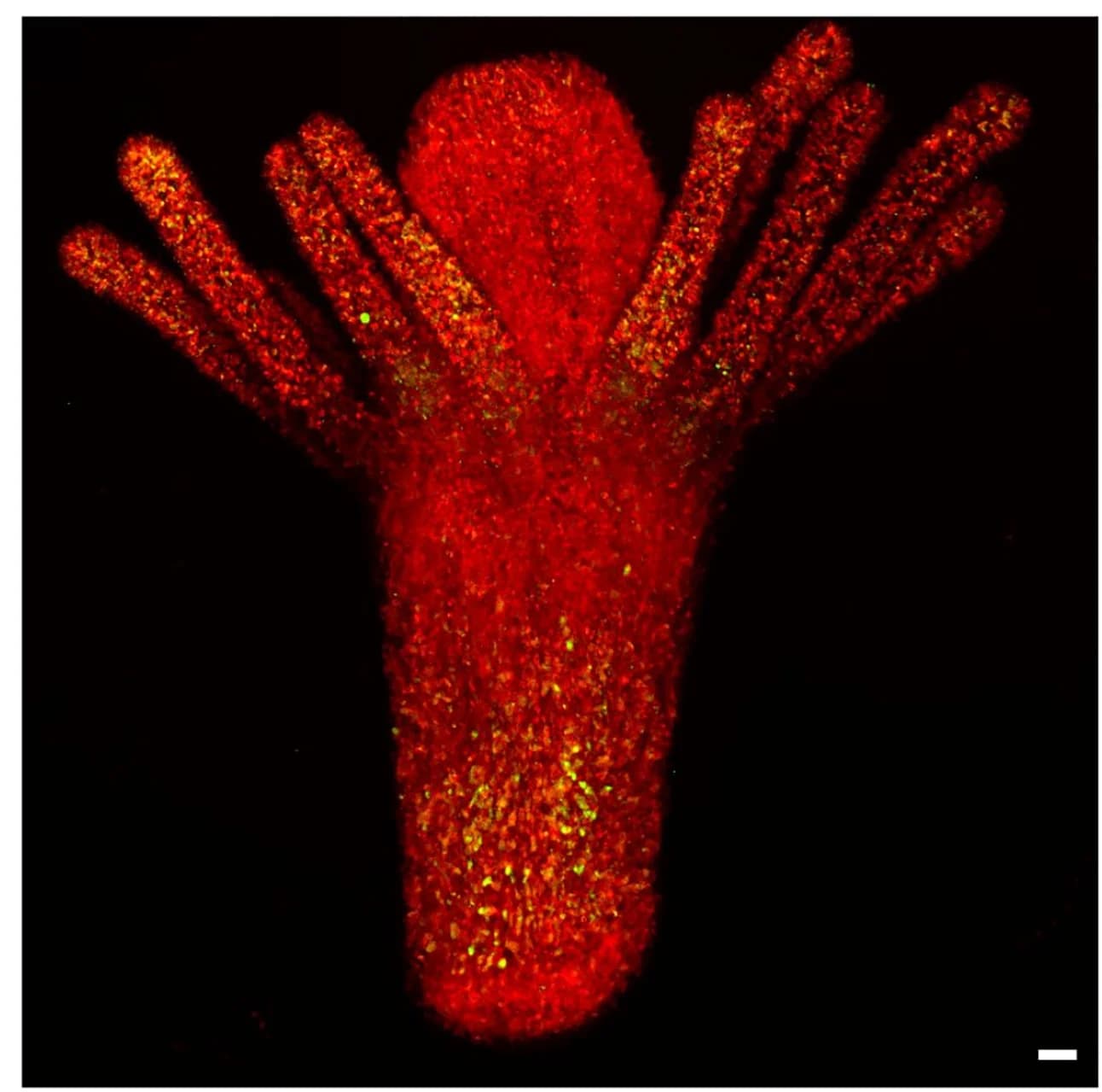 Open access visualization of Microscopy, Confocal Live Imaging, I-Cells, Differentiated Somatic Cells, Polyp
