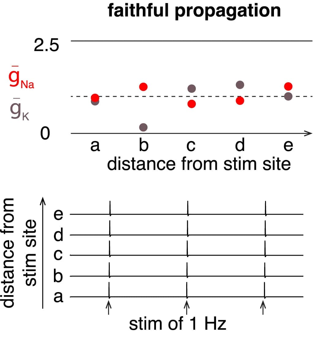 Open access visualization of Scatter Plot, Line Plot, Axon Models, Channel Conductance, Propagation