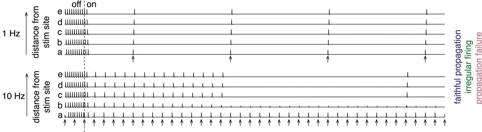Open access visualization of Line Plot, Line Step, Inactivation Gate, Spike Propagation, Frequency