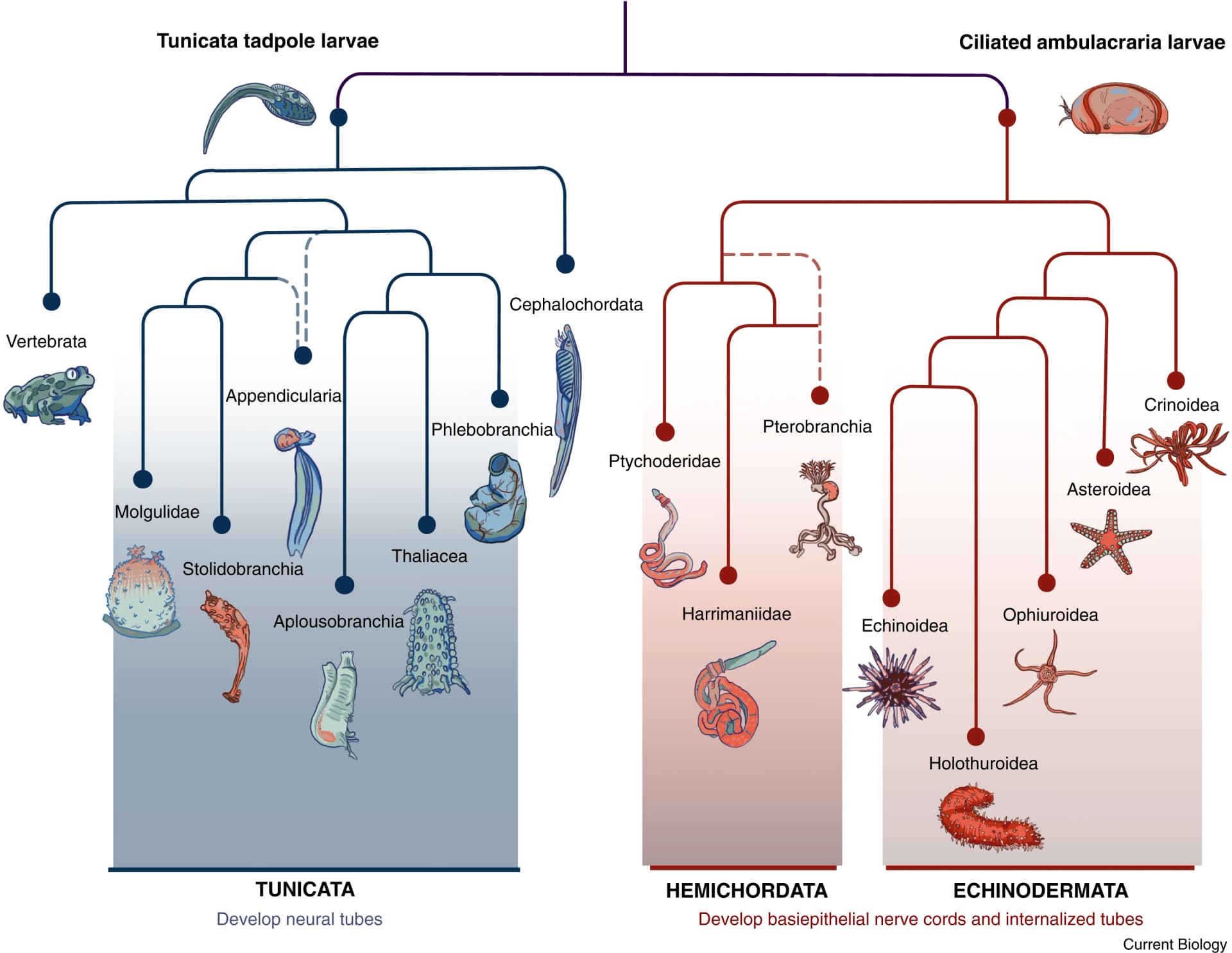 Open access visualization of Workflow, Flowchart, Illustration, Vertebrates, Tunicates