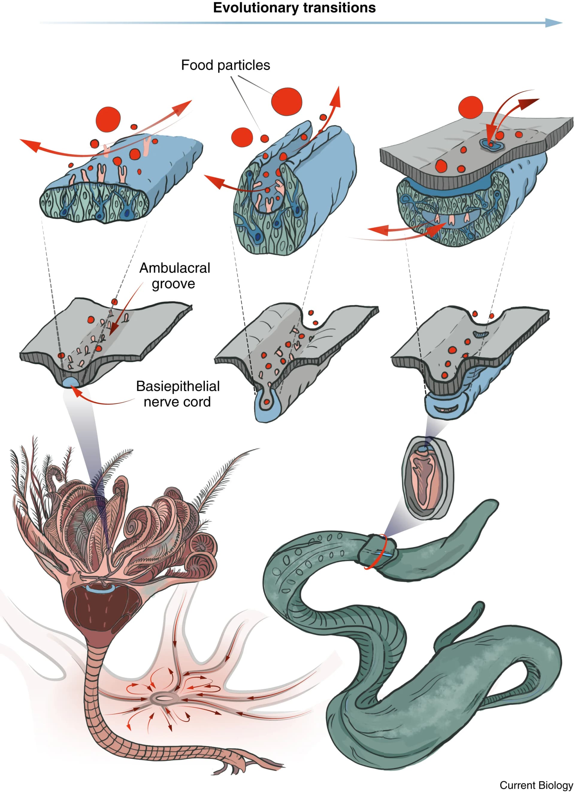 Open access visualization of Illustration, Workflow, Feeding Grooves, Nerve Cords, Chemosensing