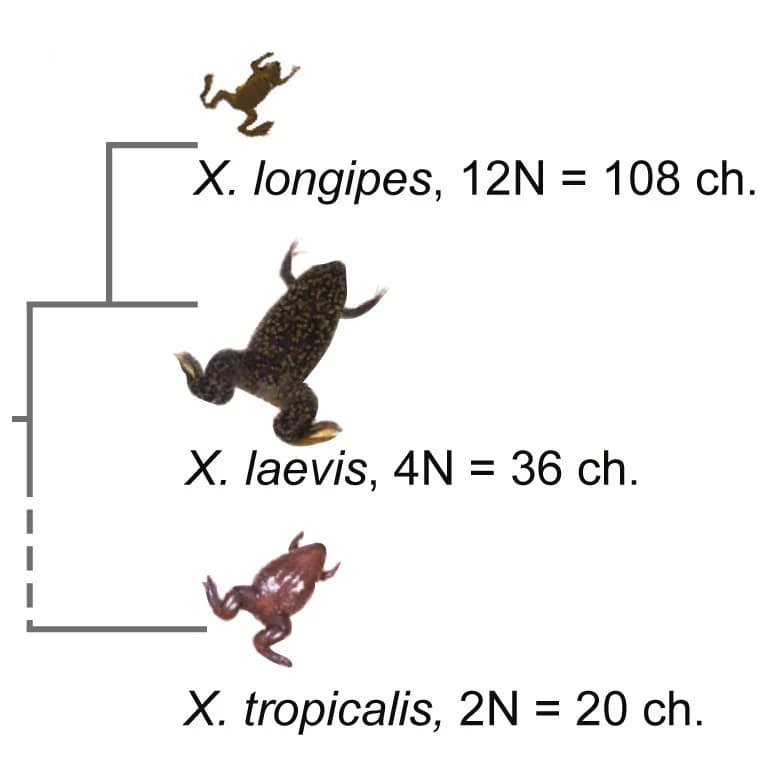 Open access visualization of Illustration, Flowchart, X. longipes, X. laevis, X. tropicalis