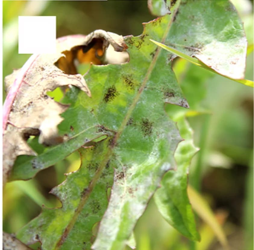 Open access visualization of Photo, Powdery Mildew, Taraxacum officinalis