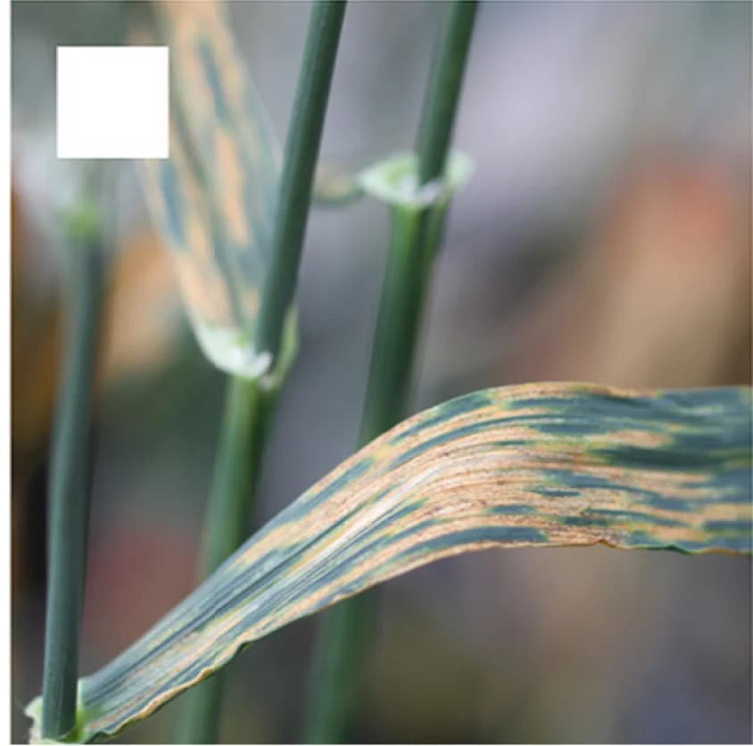 Open access visualization of Photo, Zymoseptoria triticion, Wheat