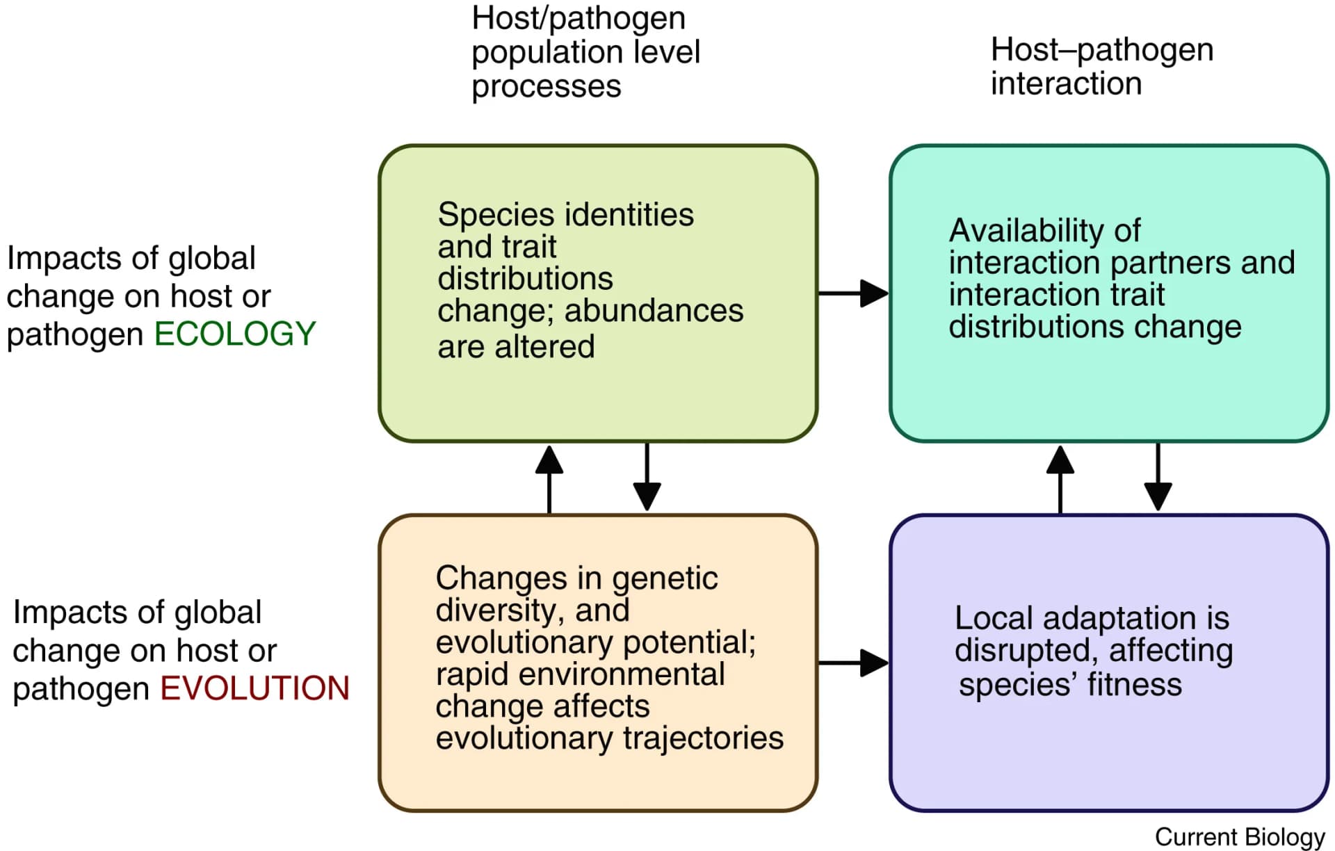 Open access visualization of Workflow, Flowchart, Global Change, Plant, Pathogen