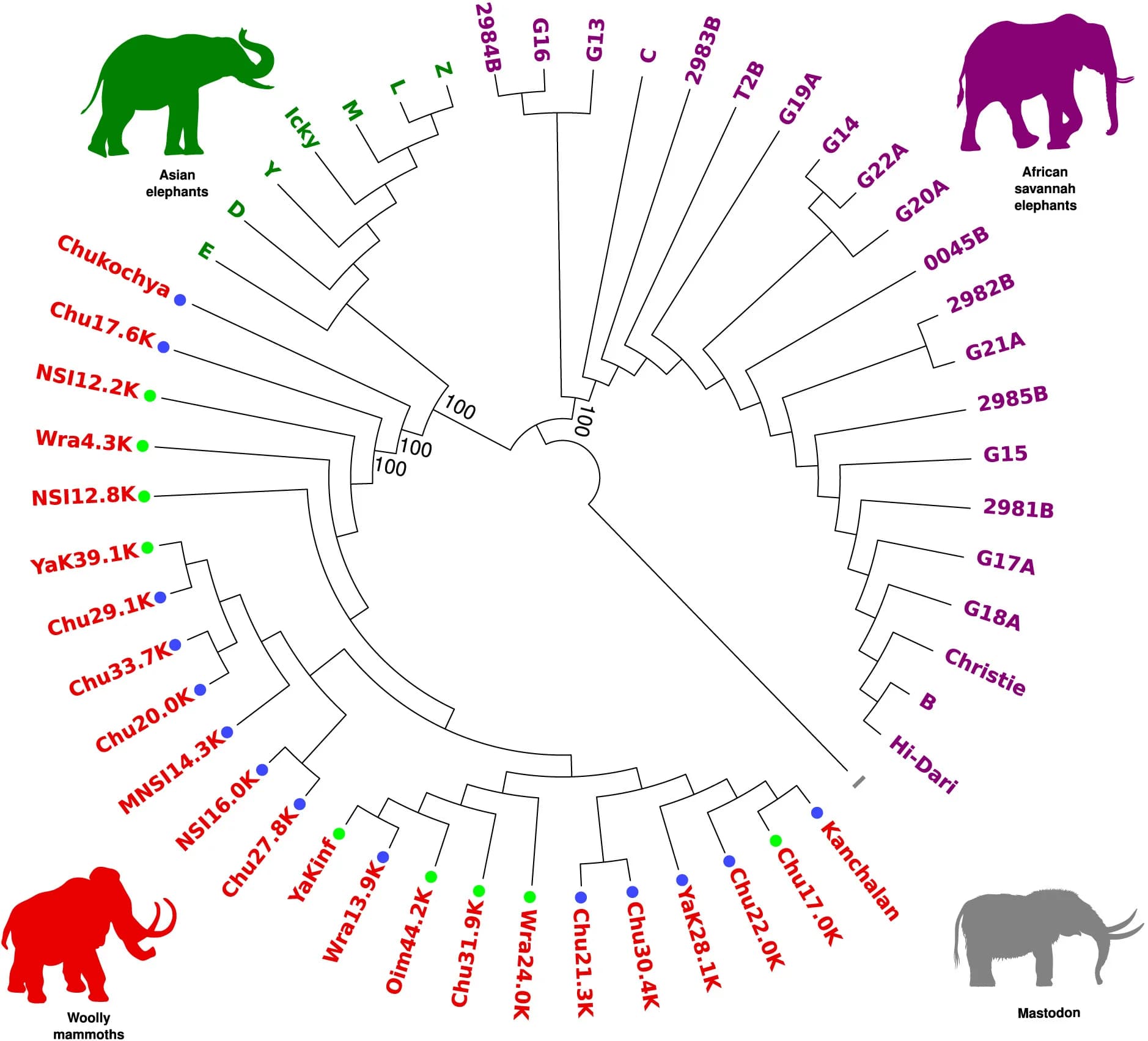 Open access visualization of Network, Pathway, Phylogenetic reconstruction, Elephantid genomes, Identical-by-state distances
