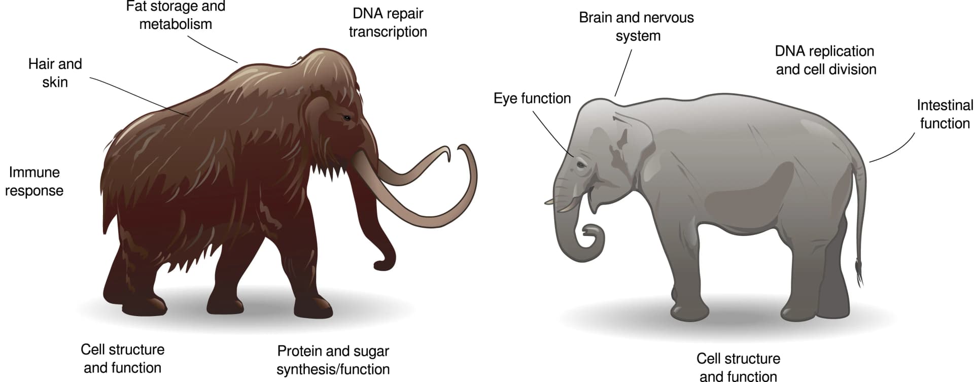 Open access visualization of Illustration, GO term, Genes, Woolly mammoth, Asian elephant