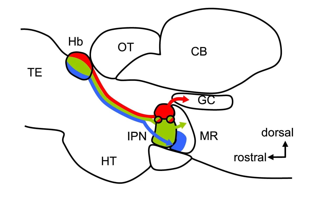 Open access visualization of Illustration, Workflow, Hb, IPN, Sagittal View