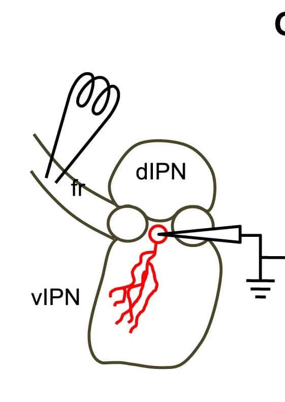 Open access visualization of Illustration, Recording Electrode, Stimulating Electrode, ACh-mediated Currents, ciIPN Neurons