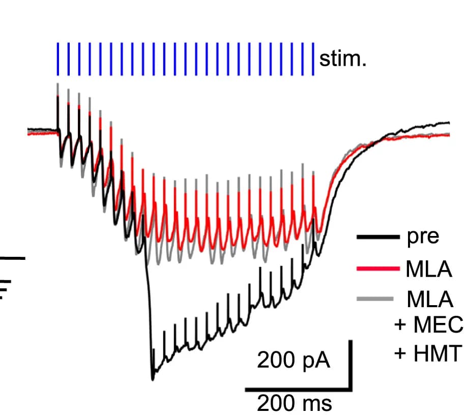 Open access visualization of Line Plot, Line Step, Slow Wave, ciIPN Neuron, Repetitive Stimulations