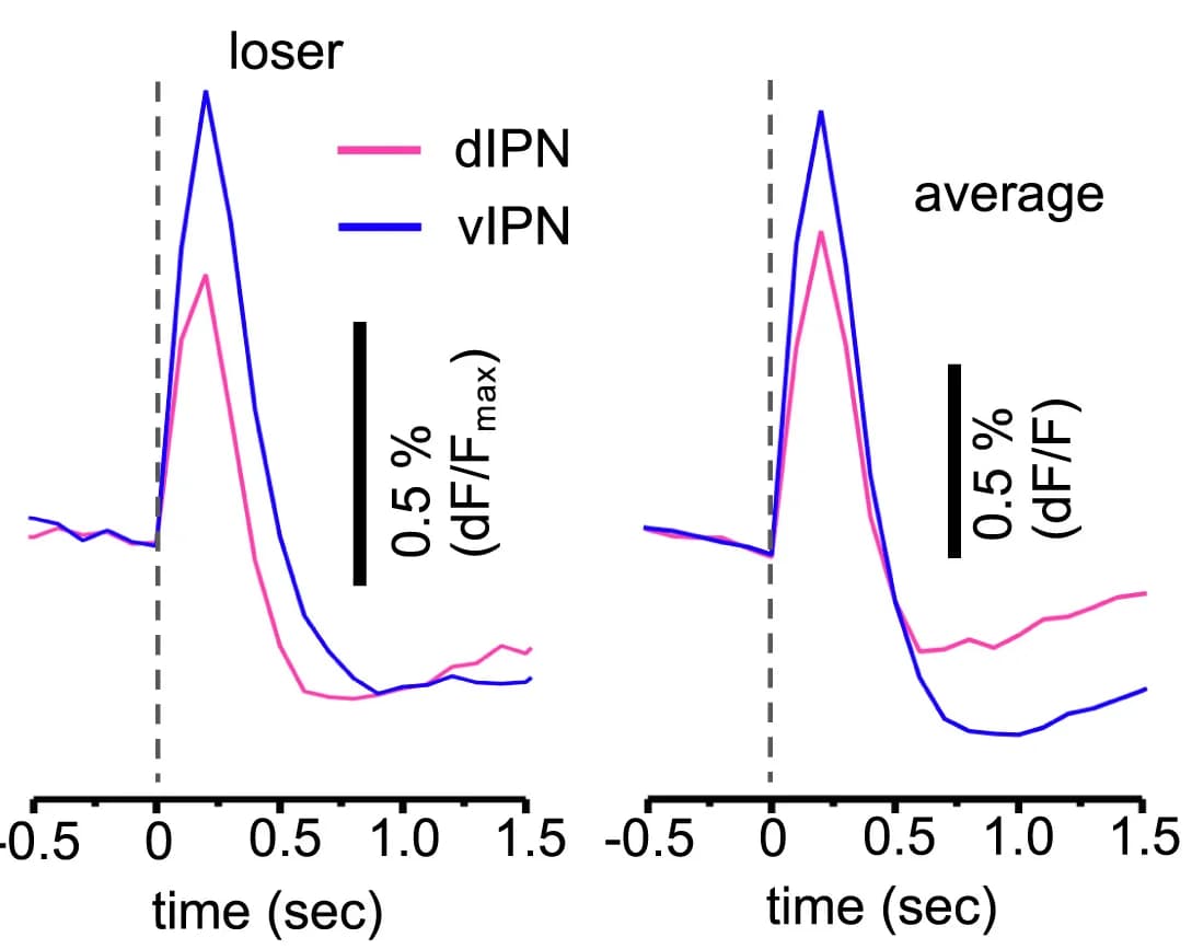 Open access visualization of Line Plot, Calcium Signaling, dIPN, vIPN, Loser