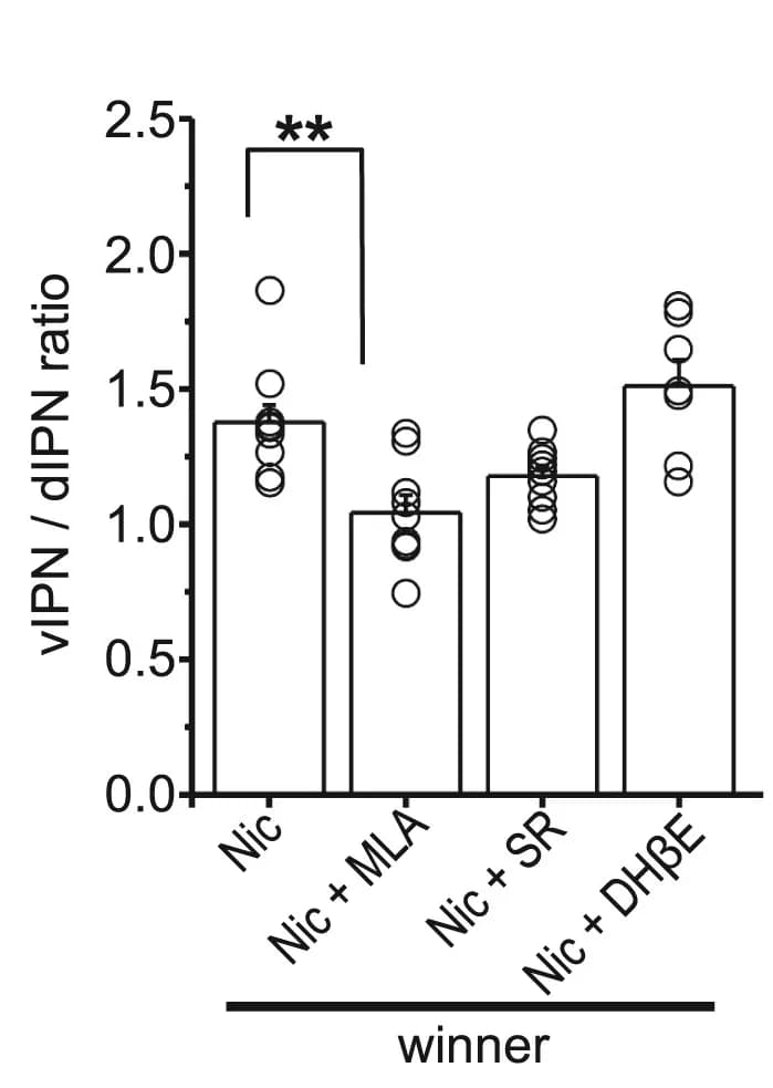 Open access visualization of Bar Plot, Scatter Plot, vIPN, dIPN, Ratio