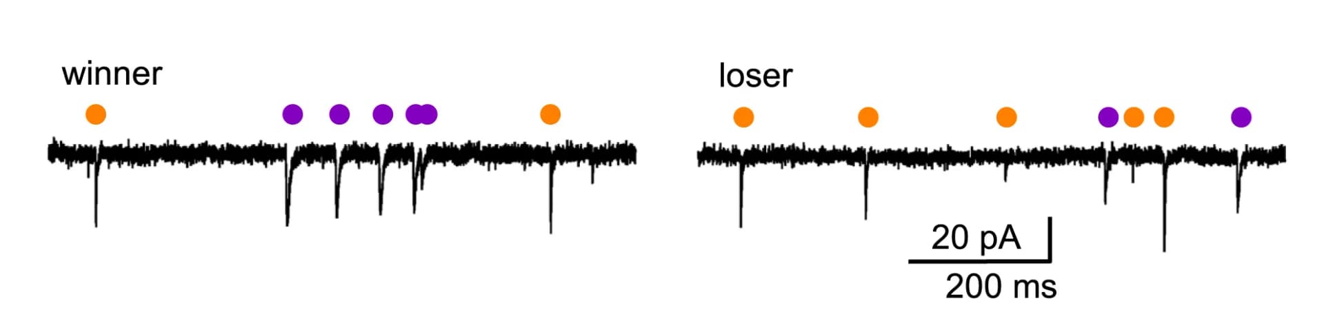 Open access visualization of Line Plot, ciIPN Neurons, Long Duration Events, Short Duration Events, Winner