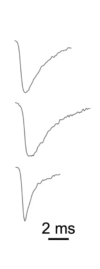 Open access visualization of Line Plot, AMPA Receptor-mEPSCs, Naive, Winner, Loser