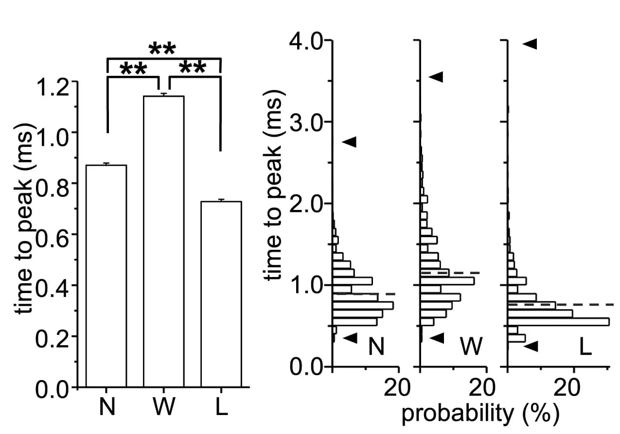 Open access visualization of Bar Plot, Error Bars, Histogram, AMPA Receptor-mEPSCs, Time to Peak