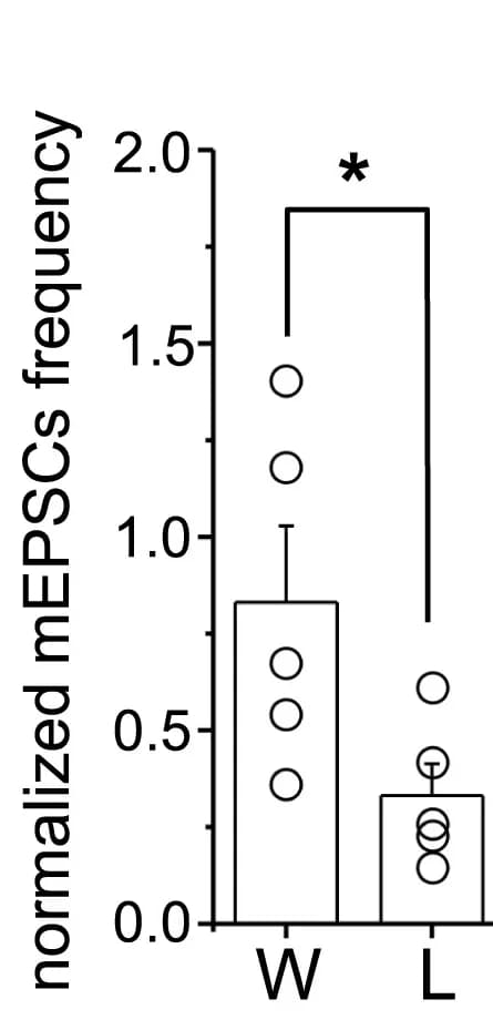 Open access visualization of Bar Plot, Error Bars, Scatter Plot, AMPA Receptor-mEPSC, Frequency