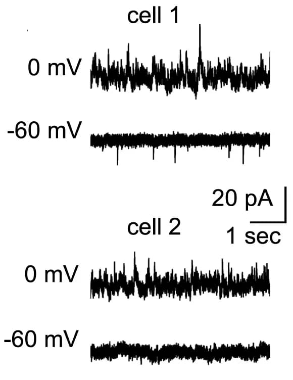 Open access visualization of Line Plot, AMPA Receptor-mEPSCs, GABA Receptor-mIPSCs, ciIPN Neurons, mEPSC Amplitude
