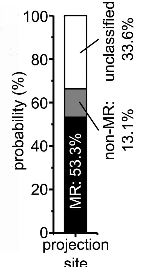 Open access visualization of Stacked Bar Plot, ciIPN Neurons, Axonal Projection Sites