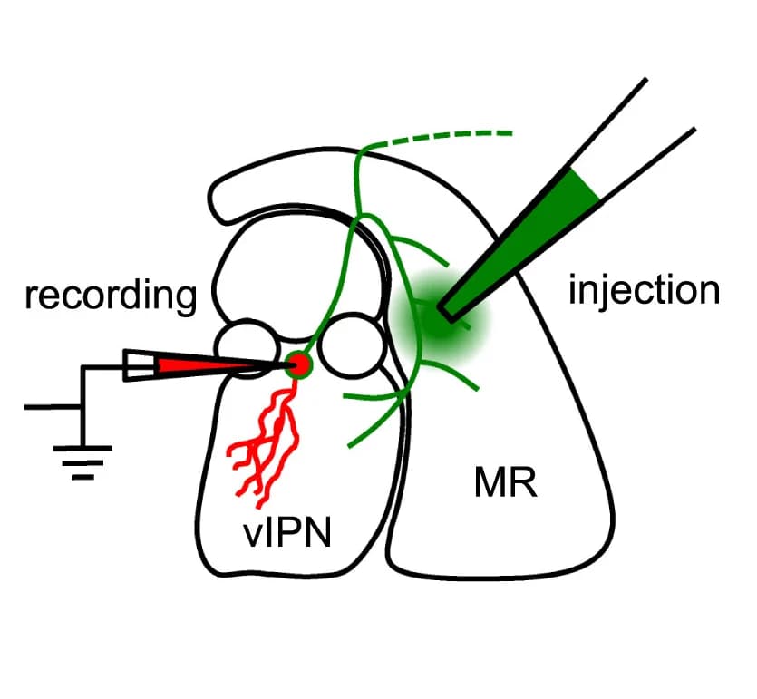 Open access visualization of Illustration, Workflow, Schematic Diagram, Recording Electrode, Injection Sites