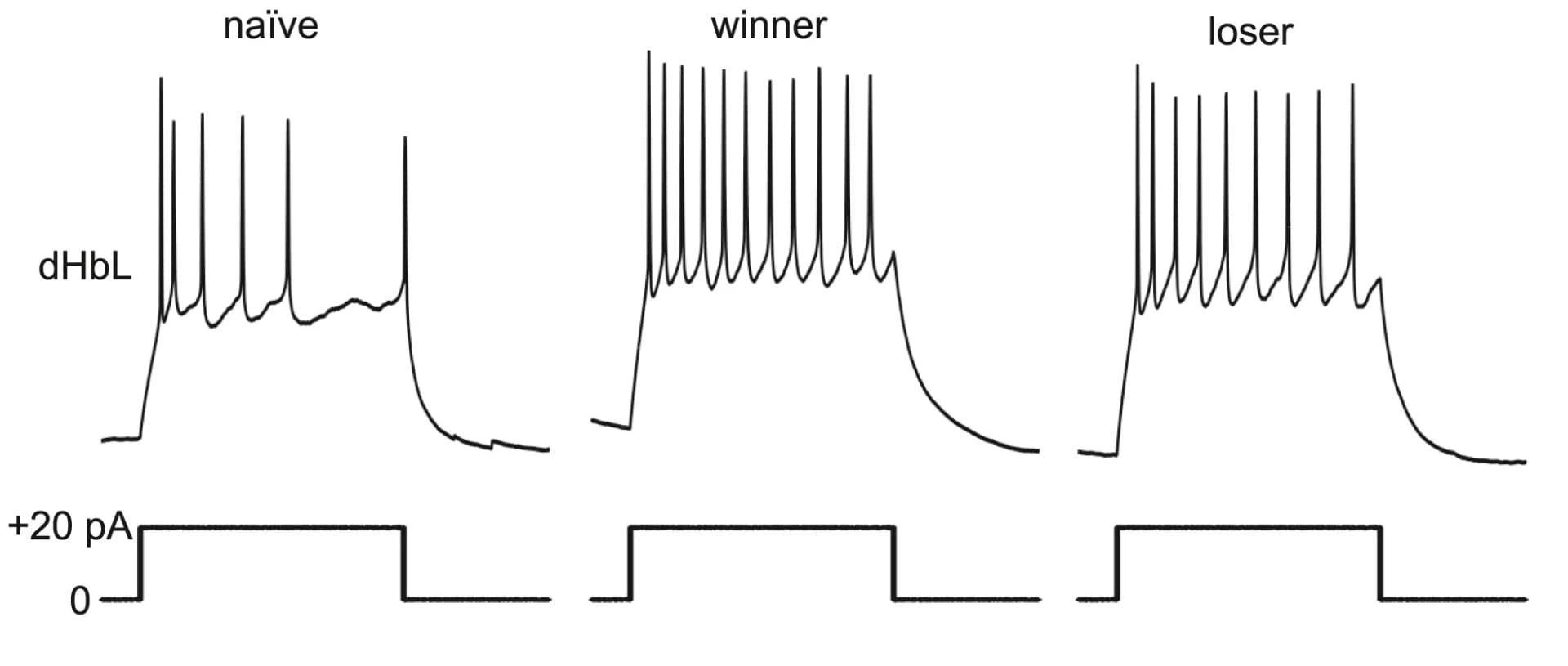 Open access visualization of Line Plot, Line Step, Spiking Activities, Current Injection, dHbL Neuron