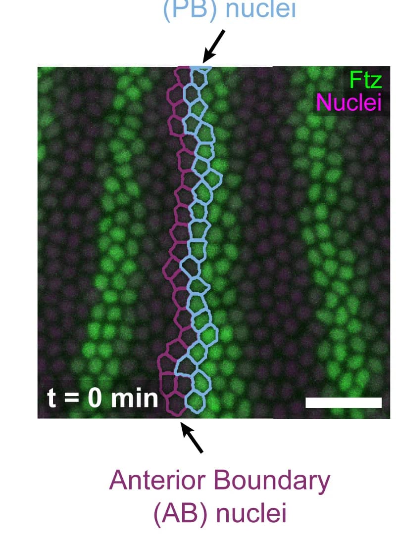 Open access visualization of Microscopy, Stripes, Gastrulation, Posterior Boundary Nuclei, Anterior Boundary Nuclei
