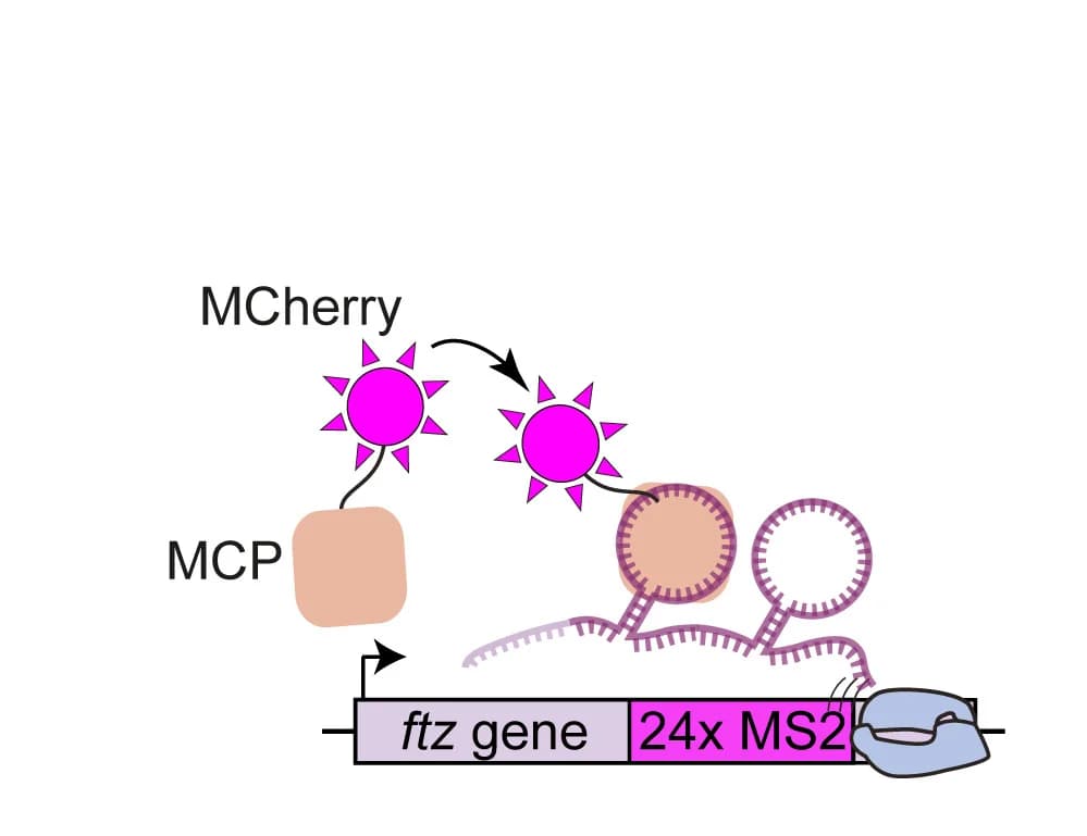 Open access visualization of Illustration, Workflow, Transcription, MS2-MCP, ftz gene