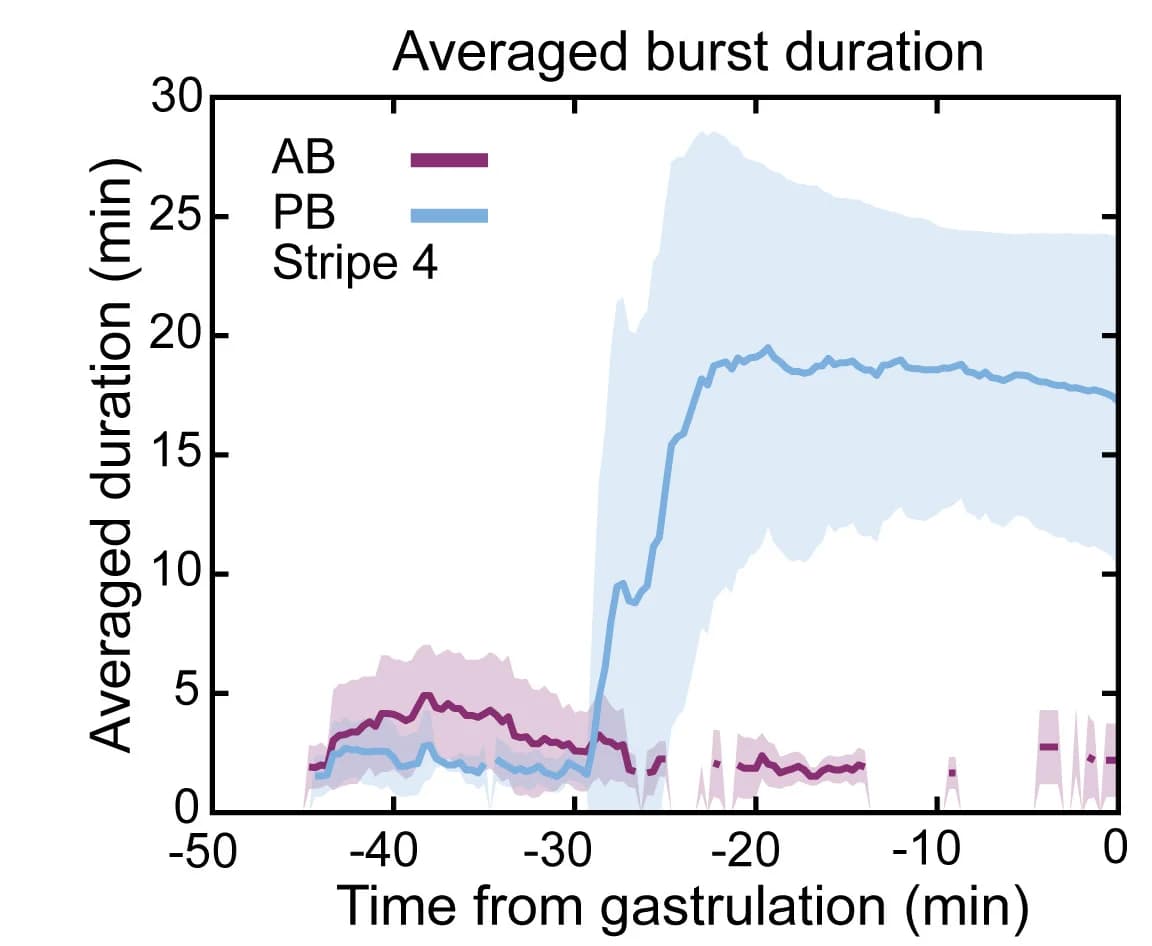 Open access visualization of Line Plot, Error Bars, Burst duration, Border nuclei, Transcription