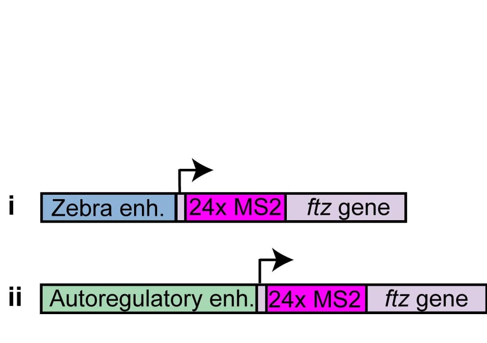 Open access visualization of Illustration, Transcription, Enhancer, Zebra