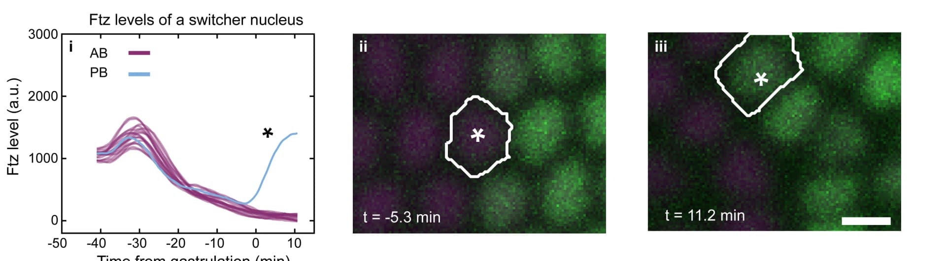 Open access visualization of Line Plot, Microscopy, PB Nucleus, Ftz Levels, Embryo