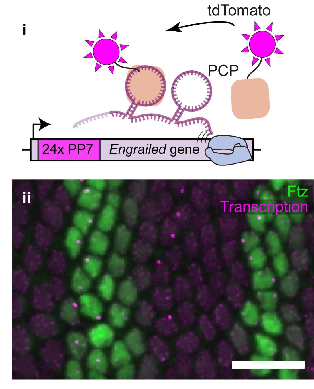 Open access visualization of Microscopy, Workflow, Engrailed Transcription, PP7-PCP, Ftz Protein