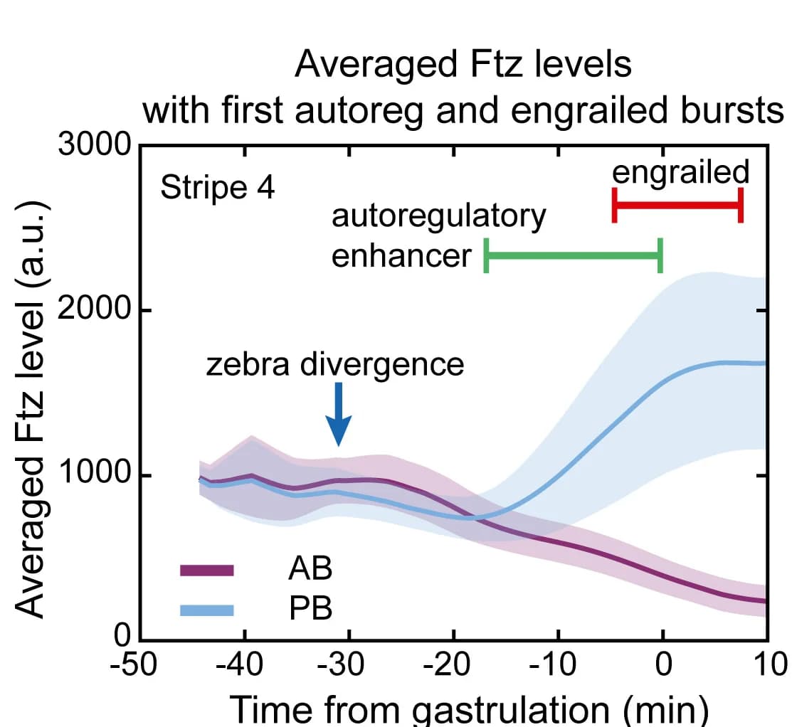 Open access visualization of Line Plot, Error Bars, Ftz Level, Boundary Nuclei, Zebra Divergence