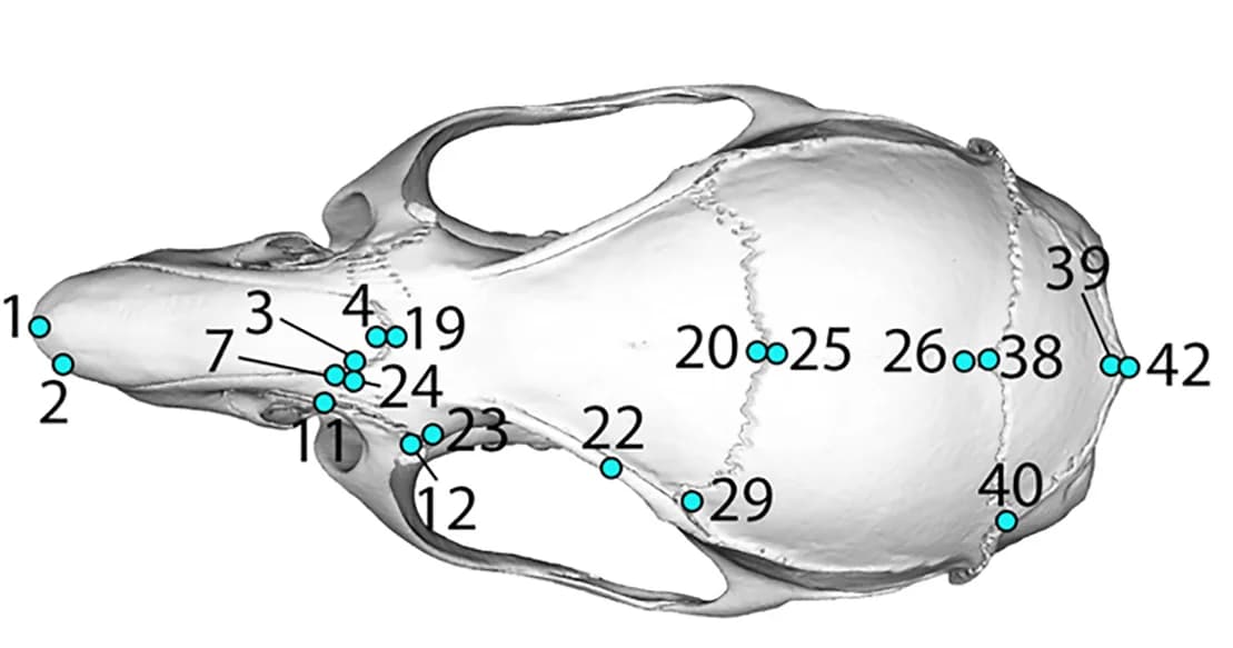 Open access visualization of Protein Structure, Landmark Positions, Skull, Dorsal View