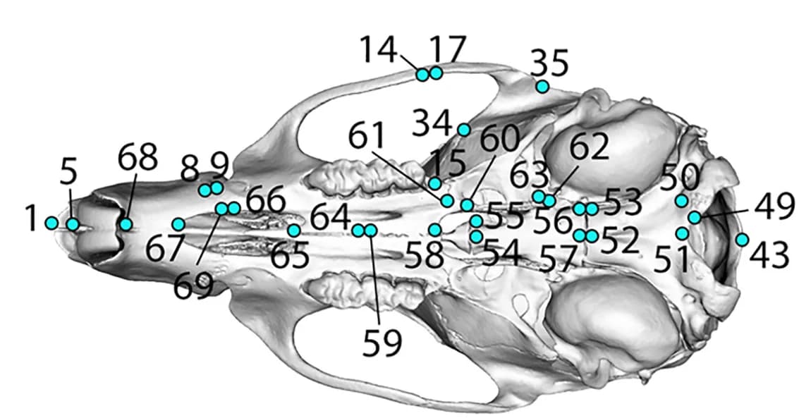 Open access visualization of 3D Plot, Landmark Positions, Skull, Ventral View