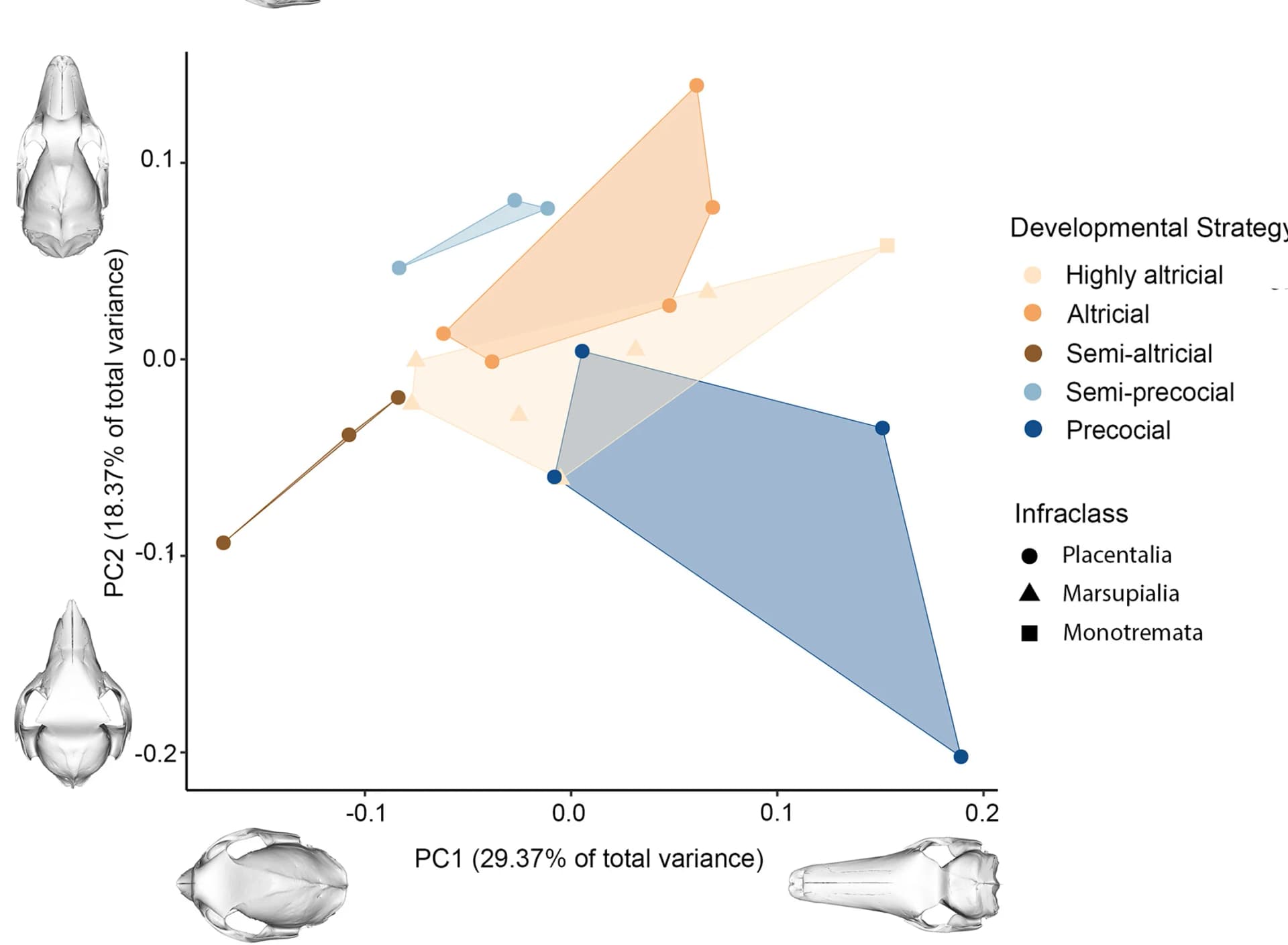 Open access visualization of Scatter Plot, PCA, Principal-component analysis, Cranial landmark, Adult specimens