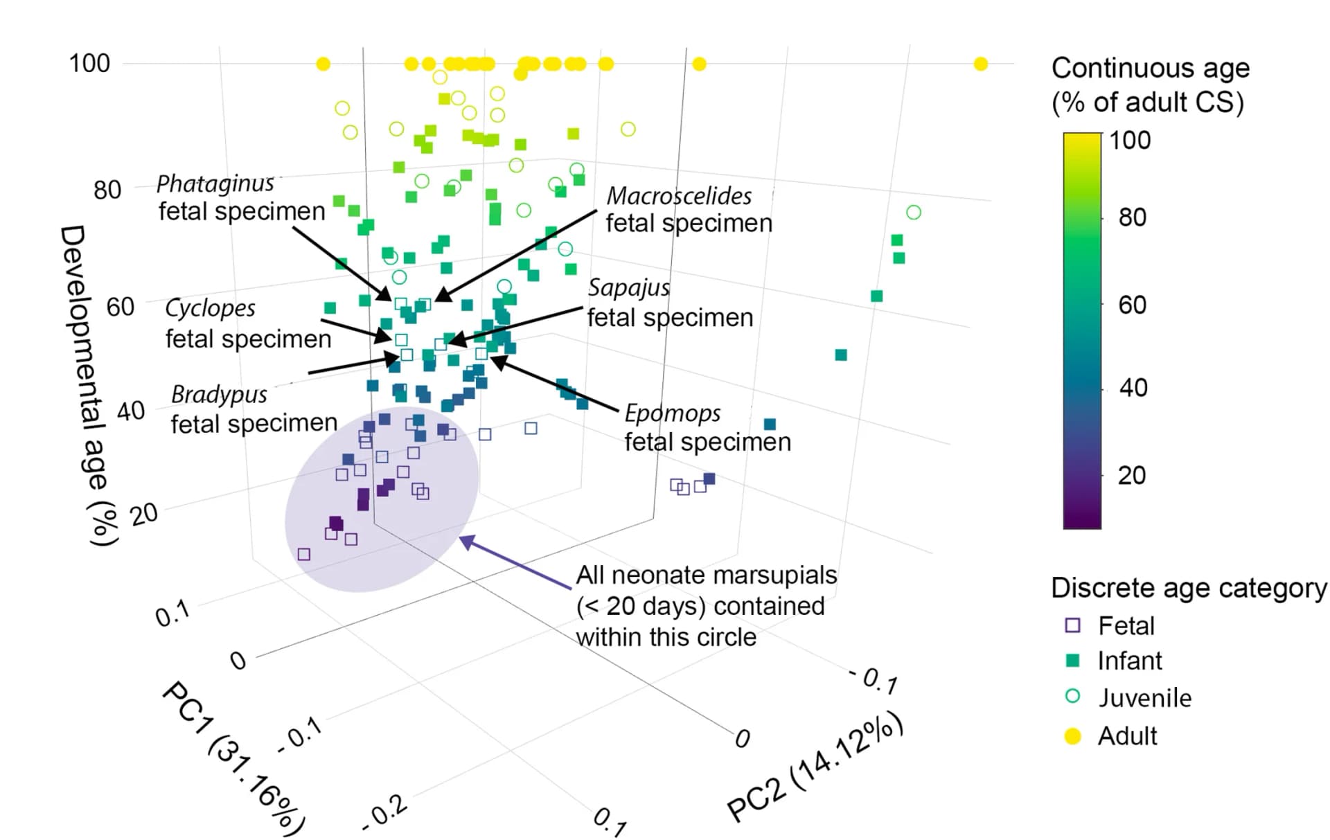 Open access visualization of 3D Plot, PCA, Principal-Component Analysis, Cranial Landmarks, Developmental Dataset