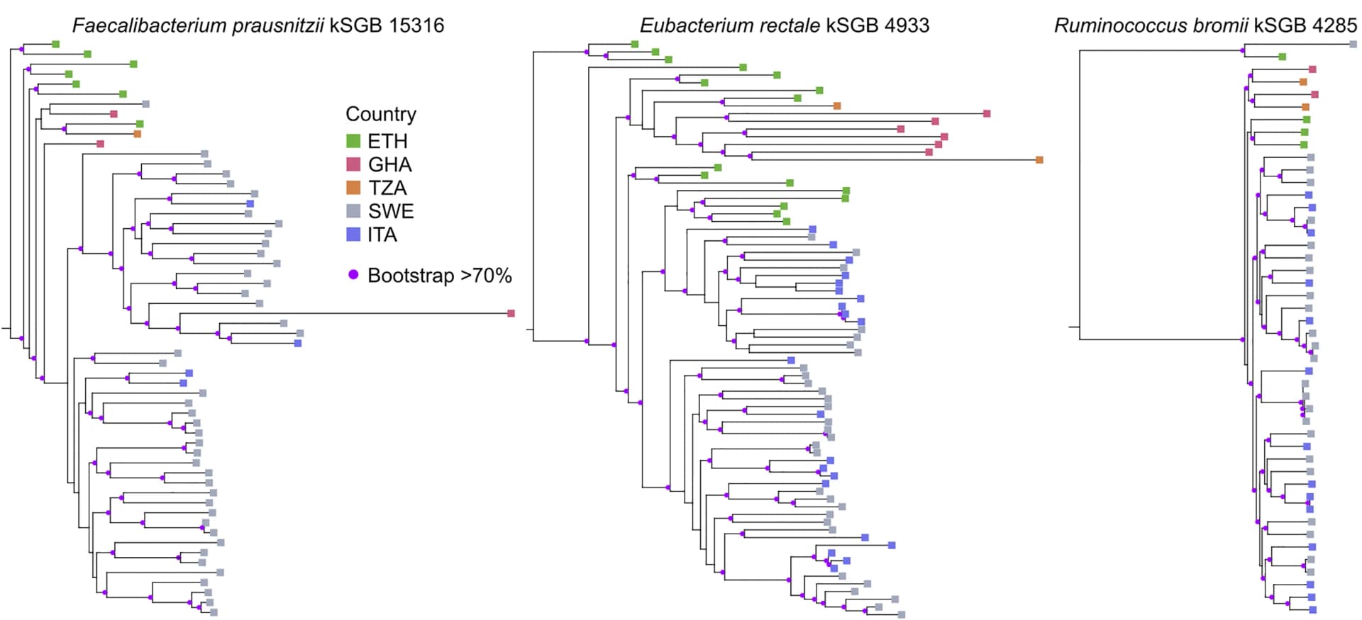 Open access visualization of Line Plot, Phylogenetic Trees, SGB-specific Core Genes, Infant Cohorts, kSGB