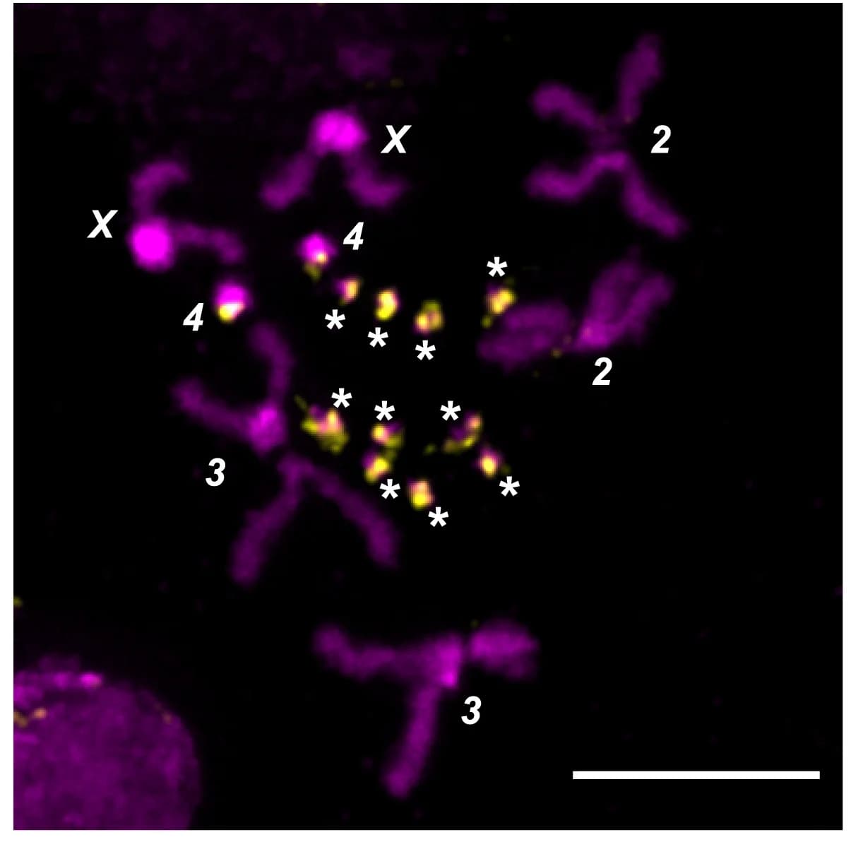 Open access visualization of Microscopy, Metaphase, Ovary, Mitotic Preparation, Parental Female