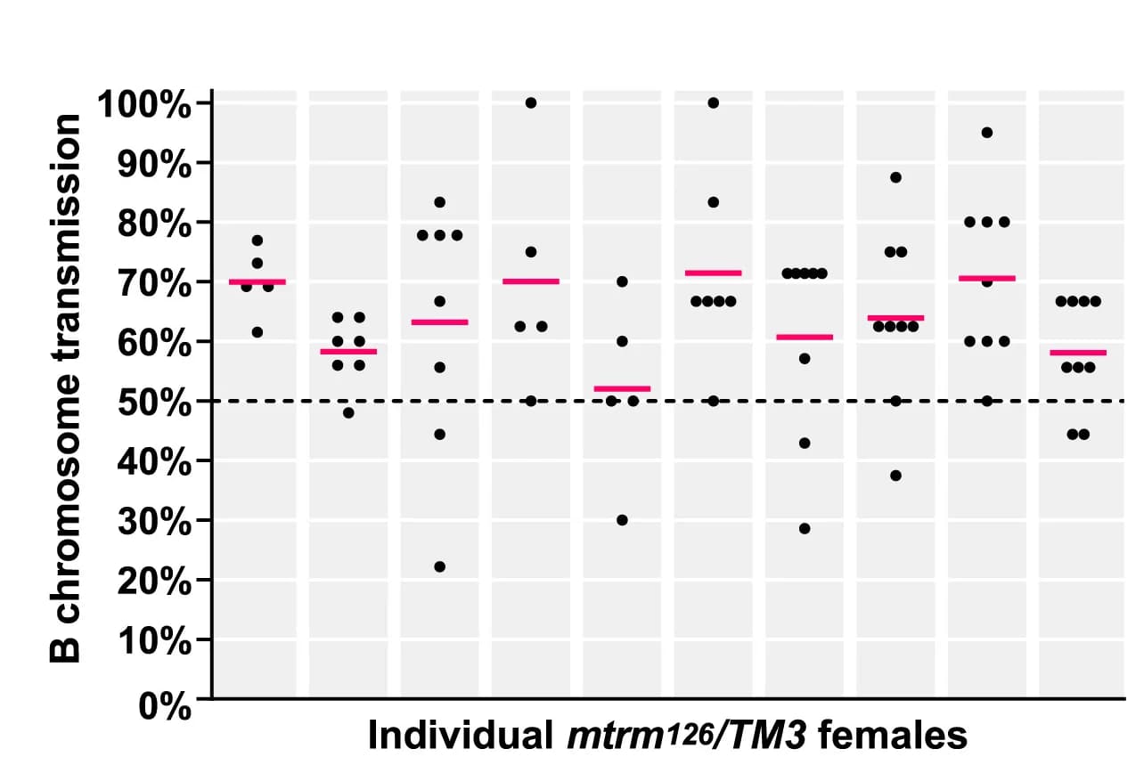 Open access visualization of Scatter Plot, Transmission Frequencies, B Chromosomes, Parental Females, mtrm126/TM3 Stock