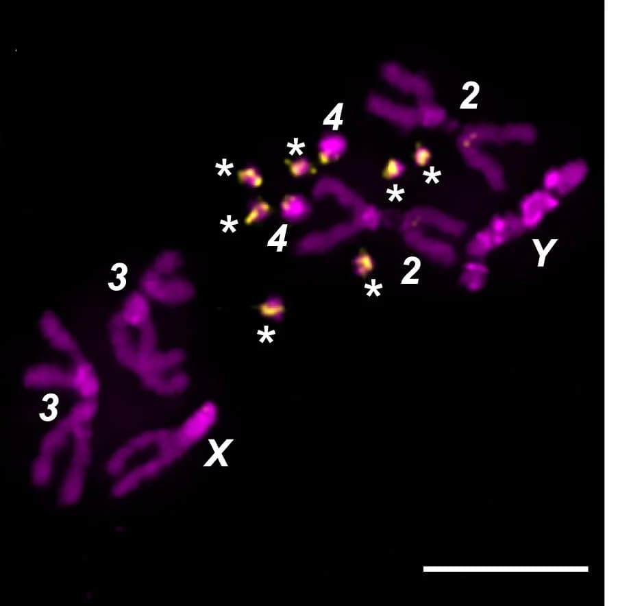 Open access visualization of Microscopy, Metaphase, Mitotic Preparation, B Chromosomes, Testes