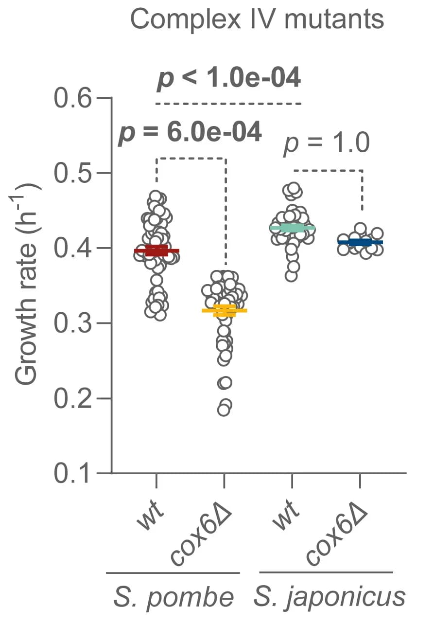 Open access visualization of Scatter Plot, Growth Rate, EMM Medium, S. pombe, S. japonicus