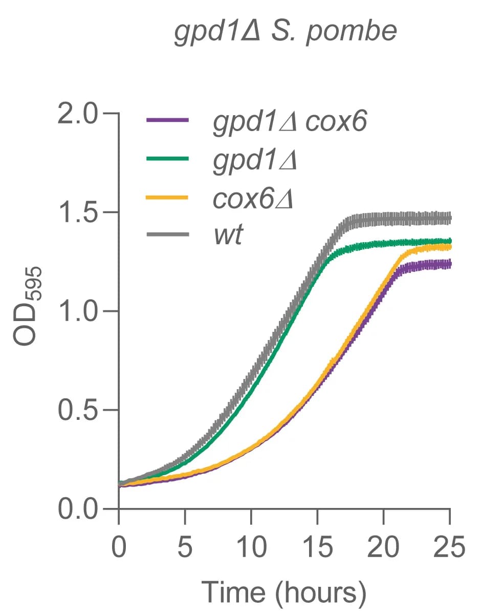Open access visualization of Line Plot, Error Bars, Growth Curves, S. pombe, EMM Medium