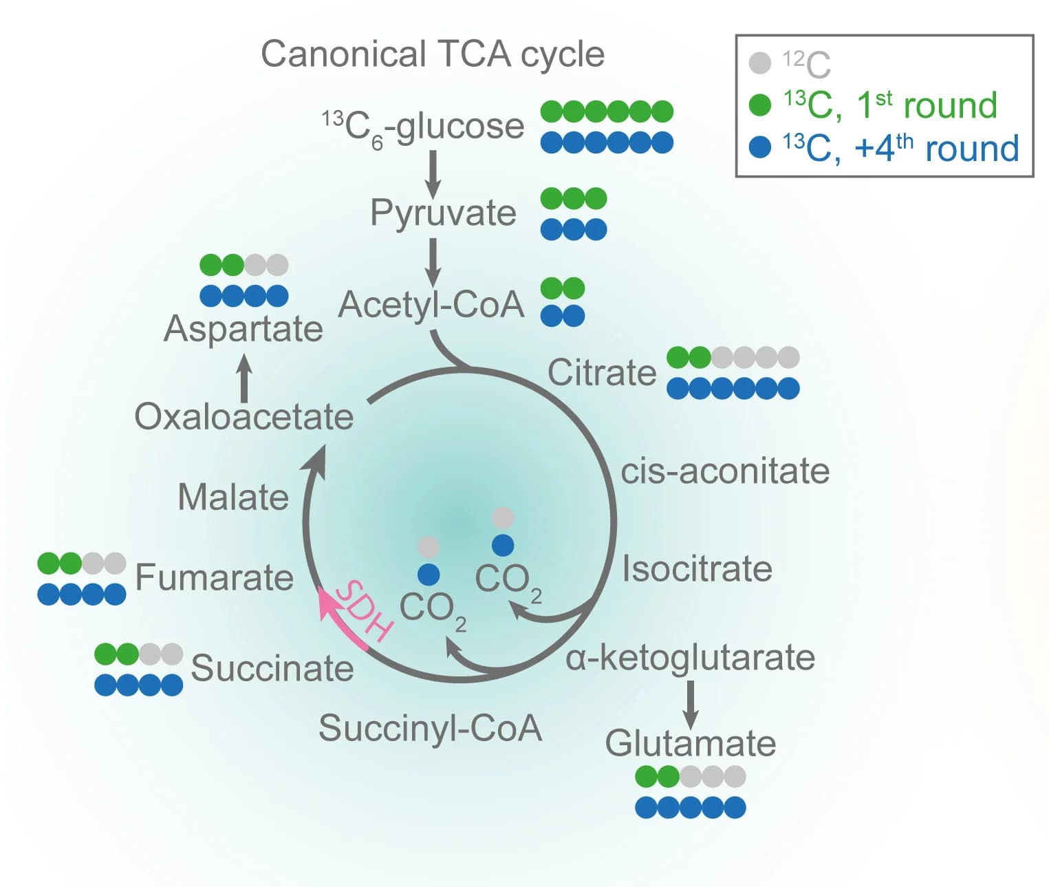 Open access visualization of Workflow, Flowchart, Illustration, Isotopologs, TCA Cycle
